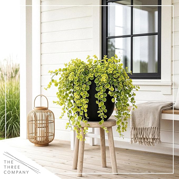 Creeping Jenny Live Plant (Lysimachia nummularia) - 4 Plants Per Pack - Healthy Trailing Perennial - Beautiful Accent Plant - 6" Tall by 4" Wide in 1 Pt Pot