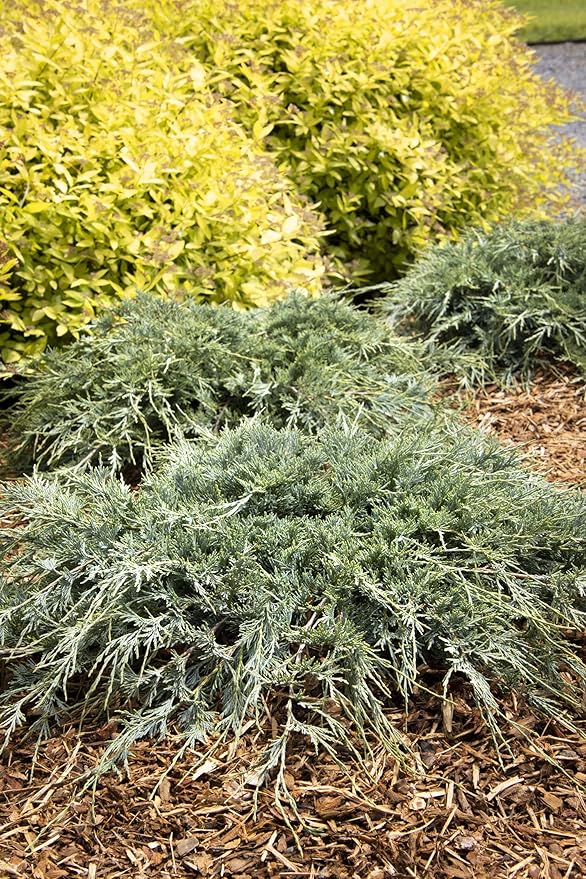 Blue Sargent Juniper - 3 Live Plants - Juniperus Chinensis - Drought Tolerant Cold Hardy Evergreen Ground Cover