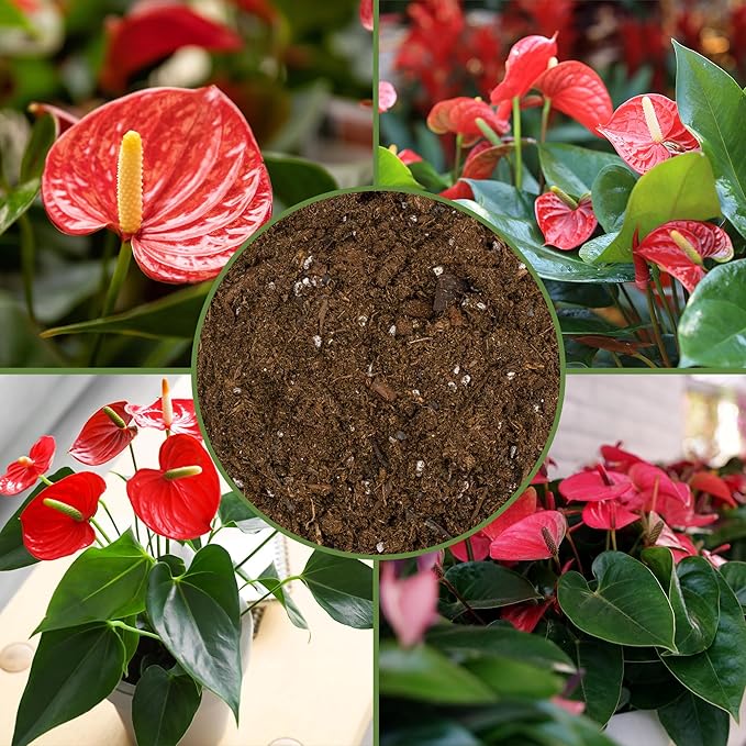 Anthurium Plant Potting Soil Mix (4 Quarts), Indoor Houseplant Custom Blend for Flowering Anthuriums
