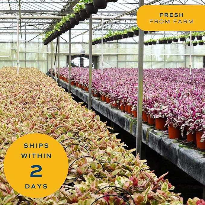 Costa Farms Live Plants (Pack of 2), Easy to Grow Live Indoor Houseplants in 3.8-Inch Plant Pots, Hand-Selected Varieties, Home and Room Decor, 8-10 Inches Tall