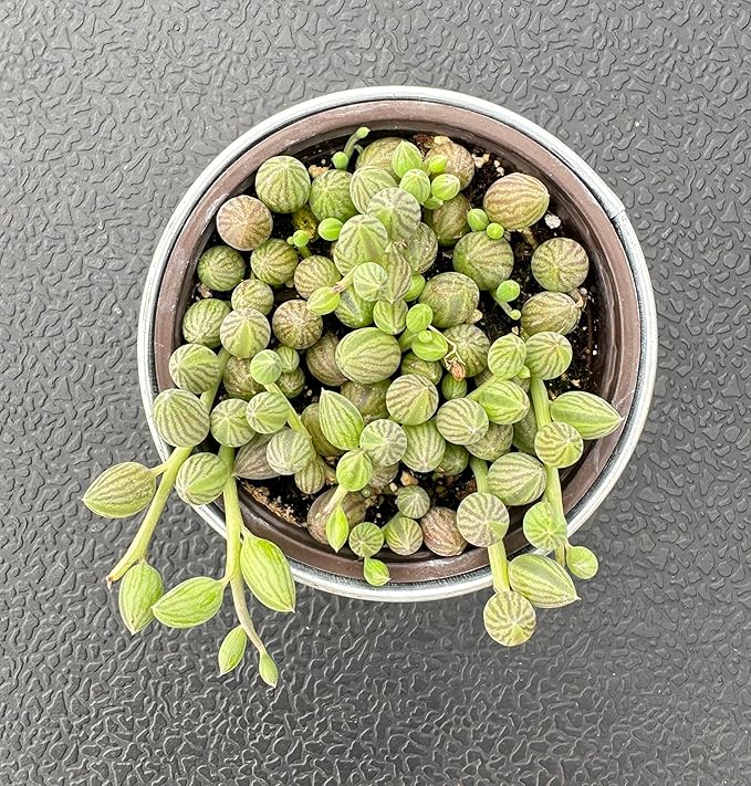 String of Watermelons with Vintage Metal Pot, Live Trailing Succulent Fully Rooted in 4" Pots with Soil Mix, Rare House Plant for Home Office