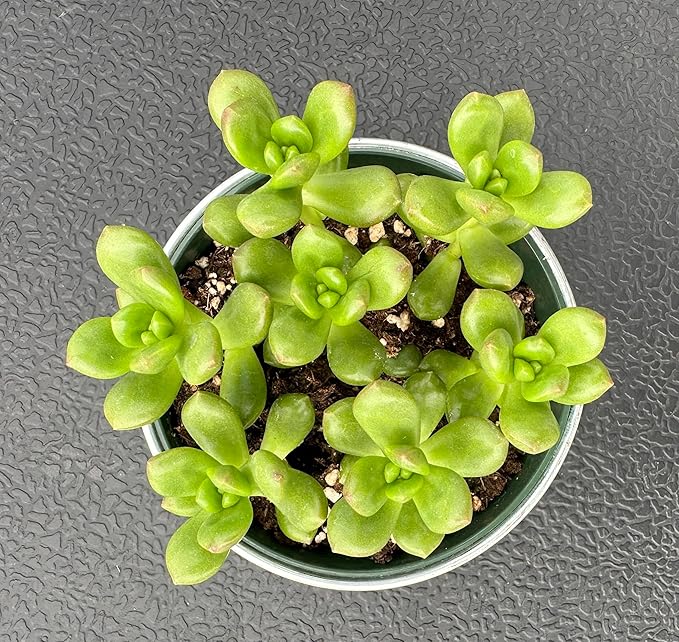 Sprout N Green 4'' Sedum lucidum Obesum with Vintage Metal Pot, Live Succulent Fully Rooted in Pots with Soil Mix, Rare House Plant for Home Office Indoor Outdoor Décor