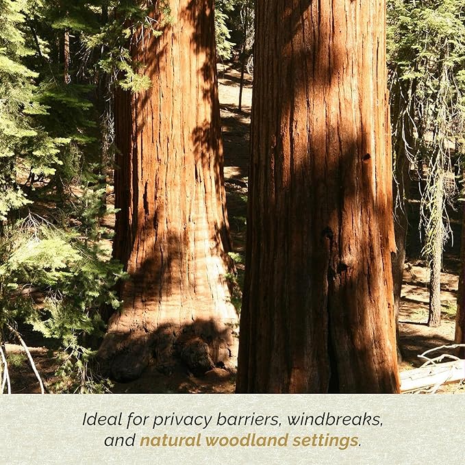 3 Coastal Redwood Trees – Live Plants – Sequoia sempervirens – Thriving in 3” Deep Nursery Cubes – 5-8” Tall, Fast-Growing & Majestic Evergreen