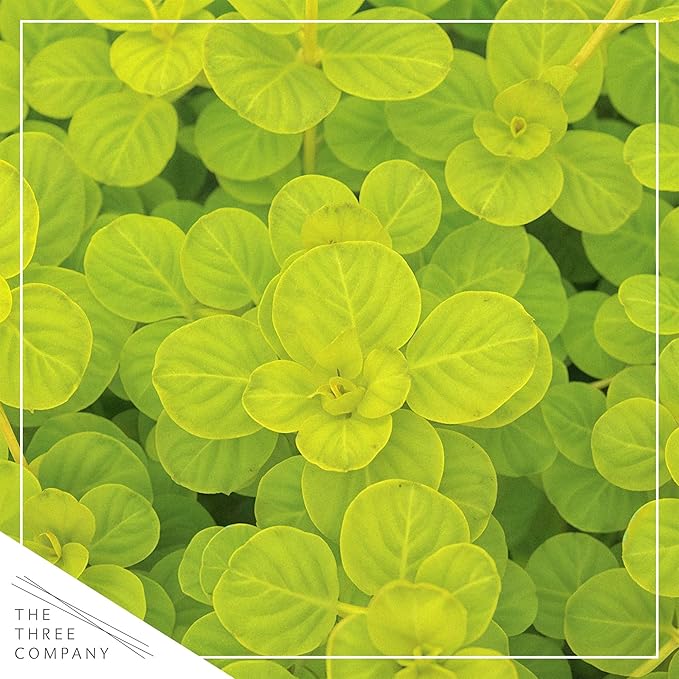 Creeping Jenny Live Plant (Lysimachia nummularia) - 2 Plants Per Pack - Healthy Trailing Perennial - Beautiful Accent Plant - 6" Tall by 4" Wide in 1 Pt Pot