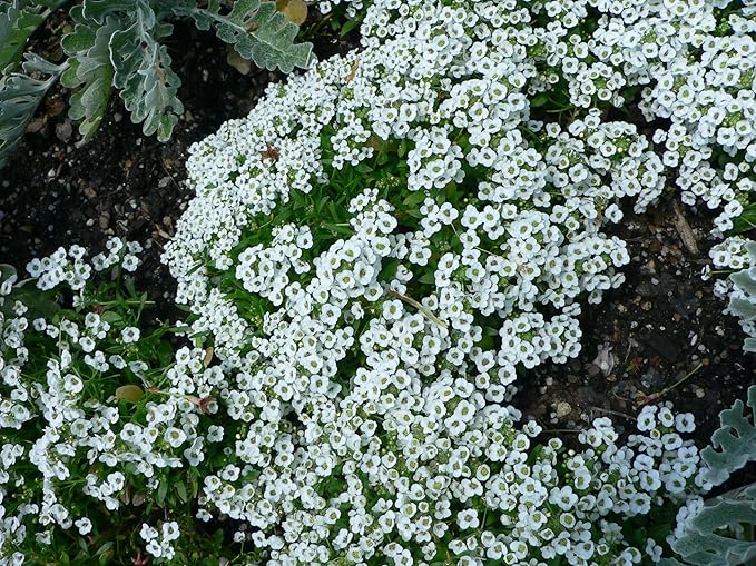 Alyssum Carpet of Snow Nice Garden Flower by Seed Kingdom Bulk 1 Lb Seeds