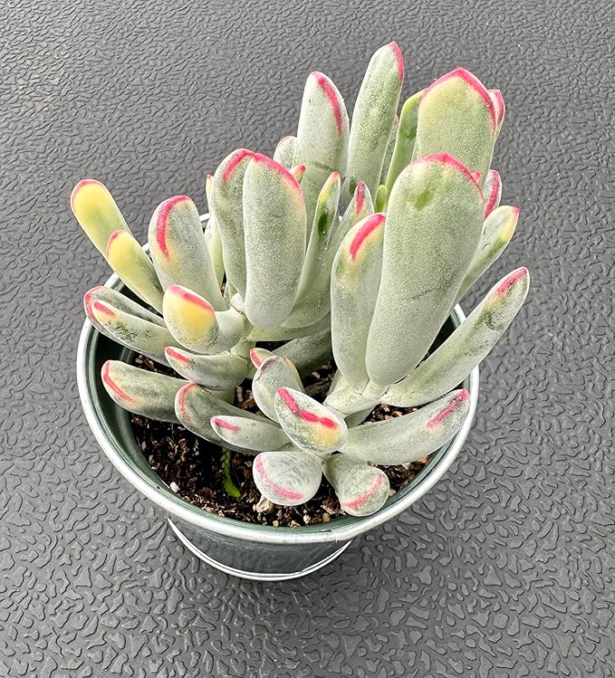 Cotyledon Orbiculata cv. Long Leaf Variegated Succulent with Vintage Metal Pot, Rare Live Succulent Plant, Home Office Indoor Outdoor Wedding Decoration DIY Projects Party Favor