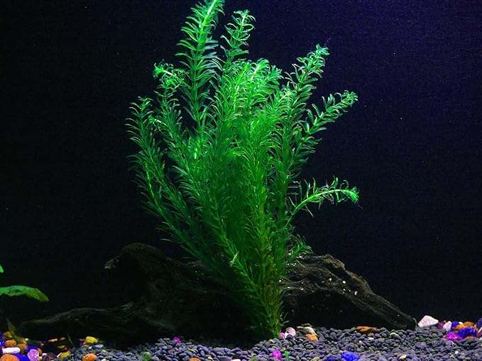 10 Species Live Aquarium Plants Package - Microsorum Java Fern, Swords, Vallisneria and More!