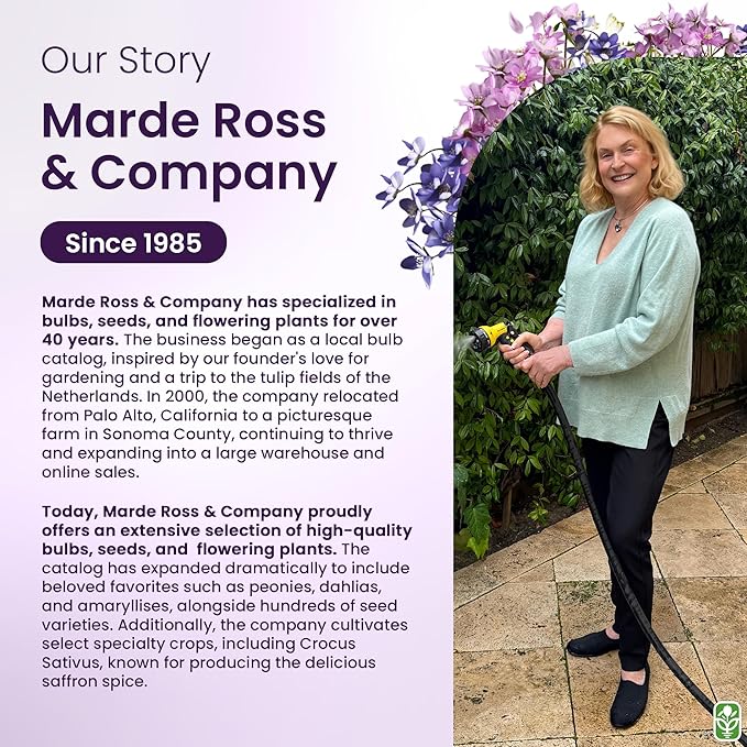 Purple Blazing Star - 5 Fresh Bulbs - Liatris Spicata Flower Bulb - Perennial Gayfeather Plant for Planting Outdoor - Perfect for Borders and Landscapes