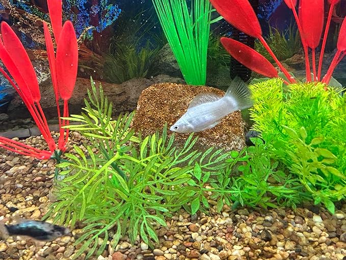 Aquarium Stone for Natural Water Clarification and Odor Removal (Medium)