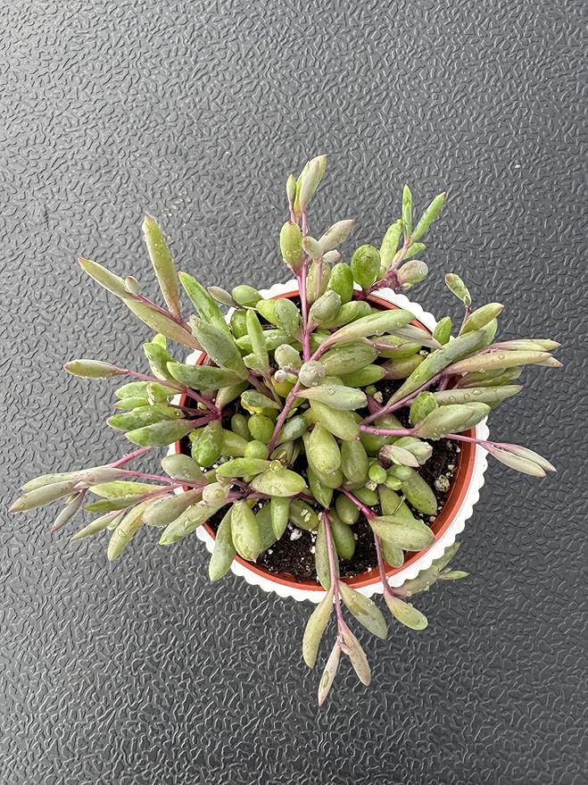 4" Ruby Necklace with White Stripe Pot, Live Othonna capensis L.H.Bailey Succulent, Purple Hanging Trailing House Plant for Home Office Wedding Decoration DIY Project Party Favor