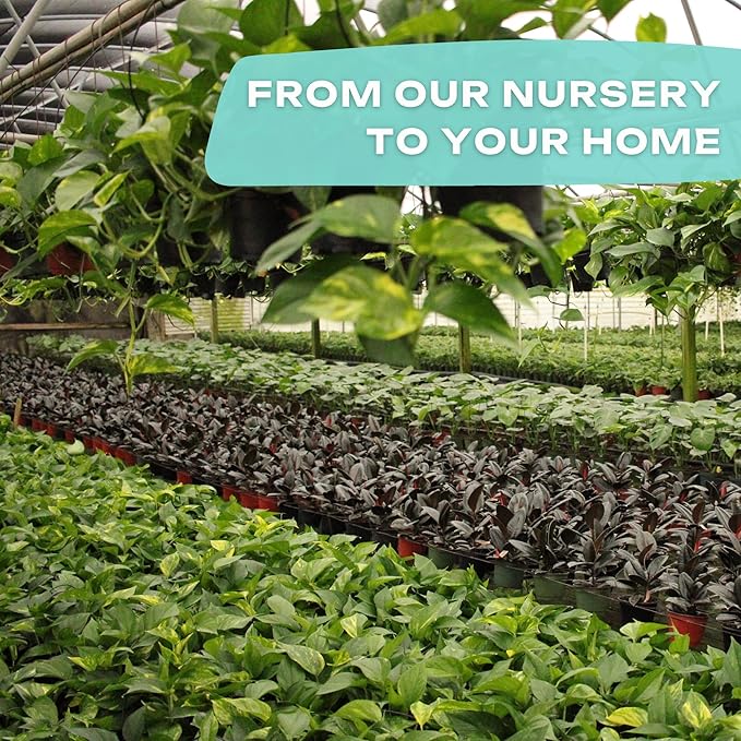 CoollectivePlants Calathea Plant Live in 2″ Nursery Pot – Assorted Indoor House Plants, Easy Care Indoor Plants, Starter Plant for Beginners (4-Pack)