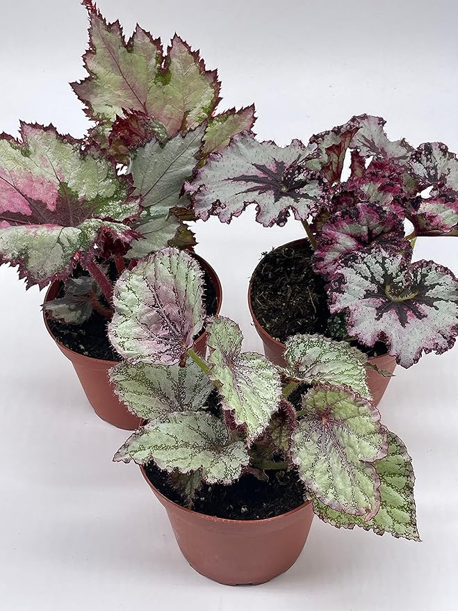 BubbleBlooms Harmony's Begonia Rex Assortment, Cold Pastel Winter Colors, 3 Different Begonias in 4 inch pots