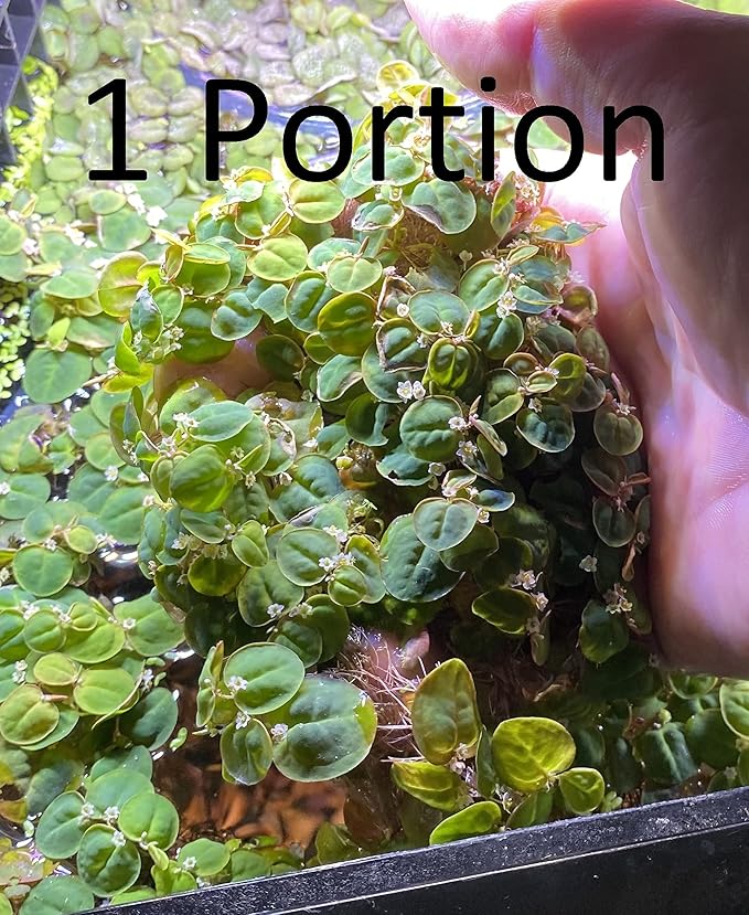 Huge Portion Red Root Floater Plants Lots of Leafs Phyllanthus fluitans Live Floating Aquarium Plant Awesome Aquatic