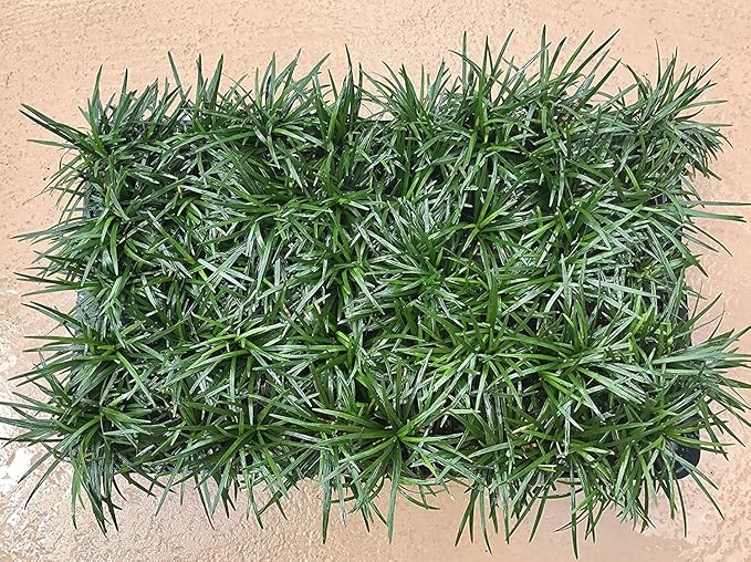 Dwarf Mondo Grass | 72 Live Plants | Ophiopogon Japonicus Nanus | Shade Loving Evergreen Ground Cover