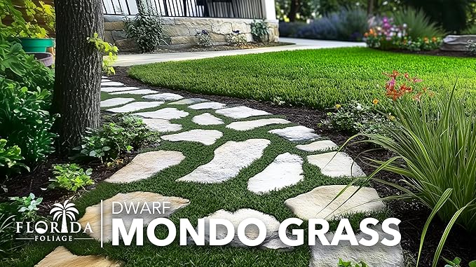 Dwarf Mondo Grass | 40 Live Plants | Ophiopogon Japonicus Nana | Lush Ground Cover | Shade Loving Low Maintenance Garden Solution | Ideal for Landscaping and Borders | Hardy and Evergreen