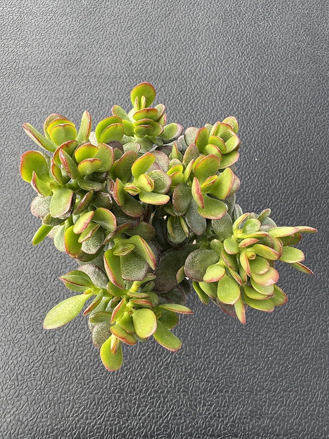 Dwarf Jade with White Stripe Pot, Live Crassula Ovata Crosby's Compact, Rare Cute Succulent Plant in 4" Planter, Home Office Décor