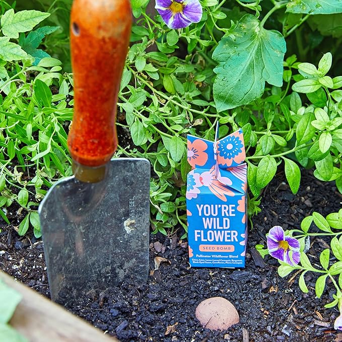 Modern Sprout Seed Bombs - Organic Wildflower & Herbs Seeds for Indoor/Outdoor Gardening - Party Favors and Eco-Friendly Gift for Plant Lovers - Includes 12 Hand-Rolled Seed Balls - Made in The USA