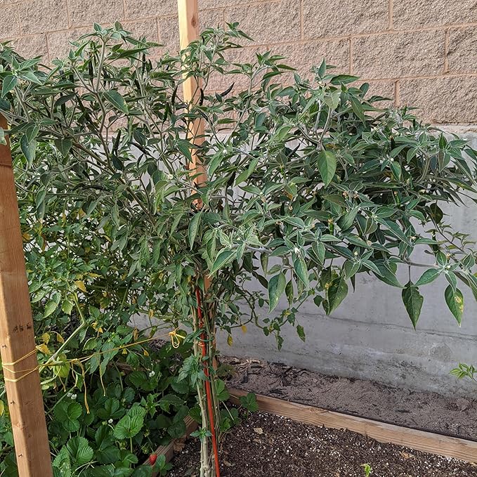 Premium Black Cobra Pepper (Capsicum Annuum) - Rare & Exotic Hot Chili Pepper, Perfect for Home Gardening and Gourmet Cooking (4 bkcbr pep Bags)