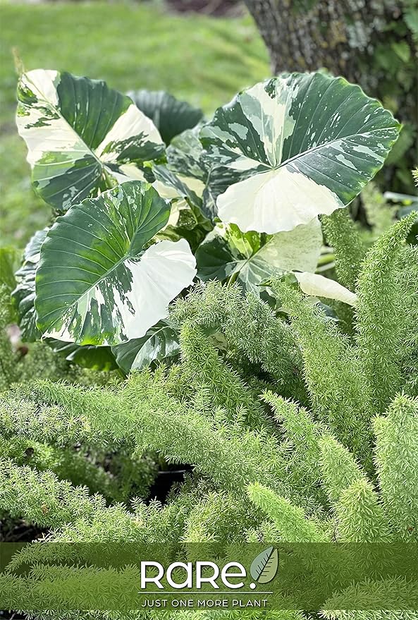 Nature's Way Farms, Alocasia Dawn Variegated, Rare Plant Collection, Live Plant (18-24 in. Tall) in Grower Pot