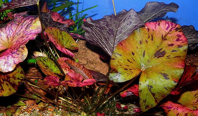 Red Tiger Lotus Lily Bulb Nymphea zenkeri Live Aquarium Plant Guarantee to Grow Rhizome Root Also for Bonsai Bowl or Patio Water Feature Awesome Aquatic (1, Red Tiger Lotus)