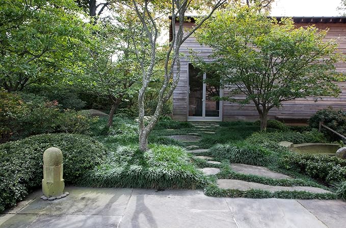 Mondo Grass - 10 Live Plants - Ophiopogon Japonicus - Shade Loving Evergreen Groundcover