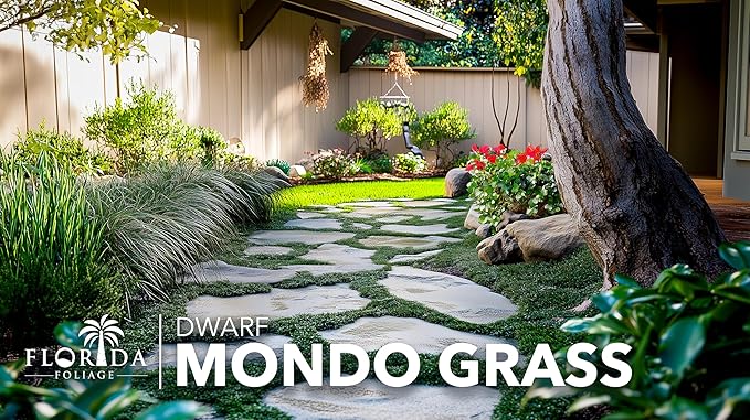Dwarf Mondo Grass | 30 Large 4 Inch Pots | Ophiopogon Japonicus Nanus | Live Evergreen Shade Loving Groundcover