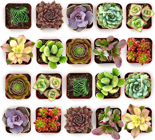 Shop Succulents Colorful Succulent Plant Pack 2" Grow Pot Pack of 64