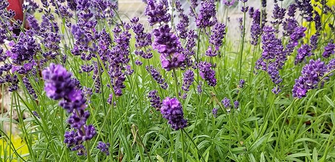 L+ Lavender 'Hidcote Blue' – 4 Live Plants in 4" Pots – Dark Purple Flowers – Fragrant, Pollinator-Friendly, Drought & Deer Resistant – Grown in Washington
