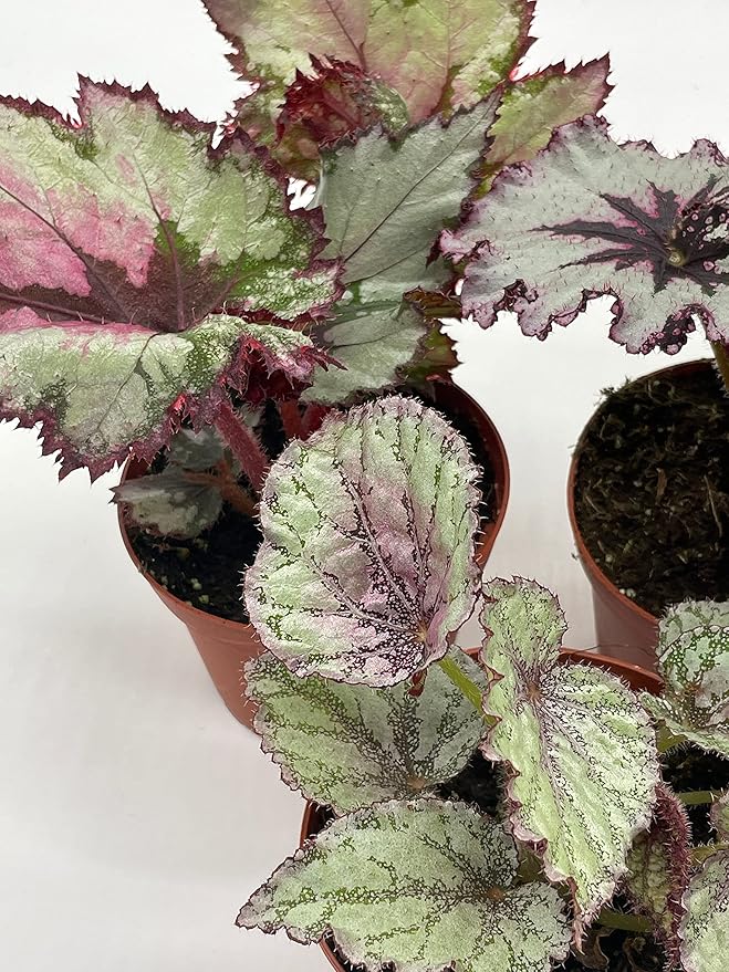 BubbleBlooms Harmony's Begonia Rex Assortment, Cold Pastel Winter Colors, 3 Different Begonias in 4 inch pots