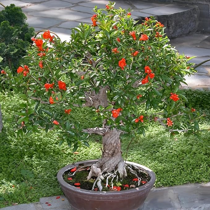 Live Dwarf Pomegranate Plant (Punica Granatum) - Compact, Ornamental Fruit Bearing Shrub, Indoor/Outdoor (2 pom-Dwarf Cups)