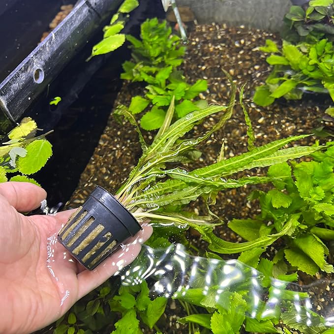 SubstrateSource Cryptocoryne Live Aquarium Plants - Freshwater Plant for Aquariums, Planted Fish Tanks - Beginner Friendly (Balansae, 5 Pots (20-25 Plants))