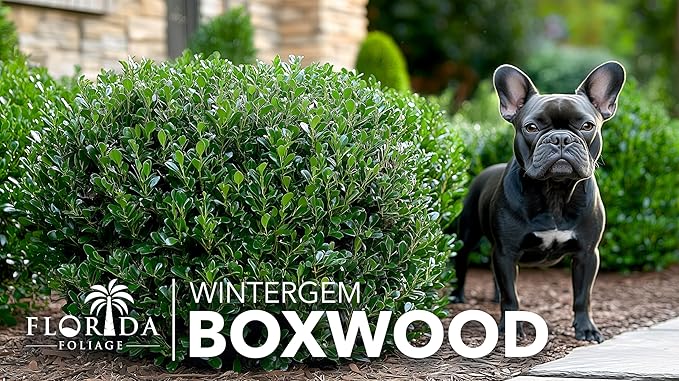 Winter Gem Boxwood | 10 Live Plants | Buxus microphylla Japonica ‘Winter Gem’ | Compact Evergreen Shrubs | Formal Garden Plants for Borders