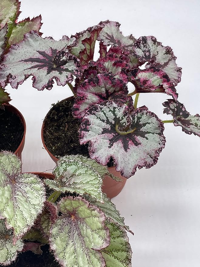 BubbleBlooms Harmony's Begonia Rex Assortment, Cold Pastel Winter Colors, 3 Different Begonias in 4 inch pots