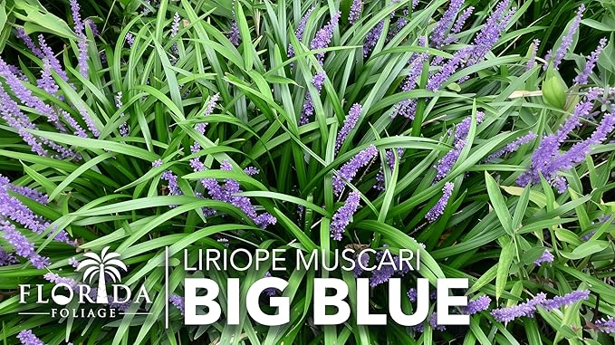 Liriope Big Blue | 2 Large Gallon Size Plants | Liriope muscari | Lavender Blue Flowers | Evergreen Ground Cover for Shade | Landscape Borders for Walkways and Beds