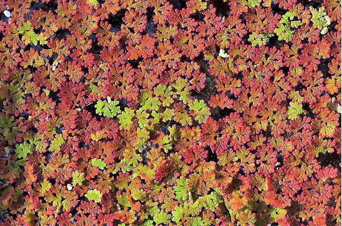 Azolla caroliniana 25 + Plants Live Floating Pond Plant Mosquito Fern Water Velvet Fairy Moss Aquarium Outdoor Ponds Fast Growth Outcompetes Algae Fish Food filiculoides