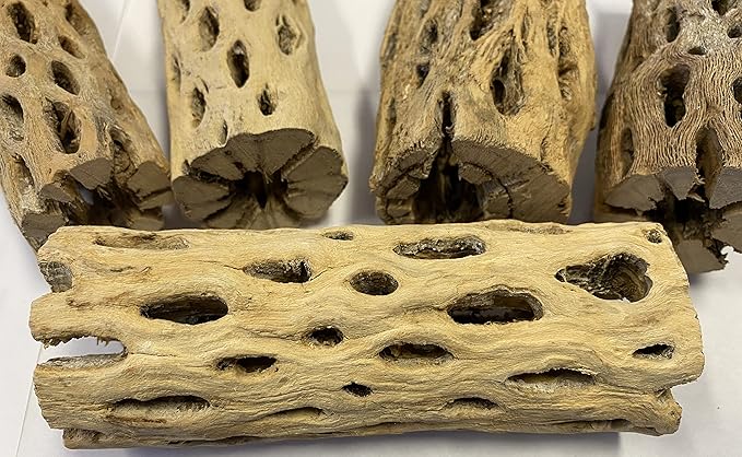 Awesome Aquatic 6 in x 2-3” Thick XL Teddy Bear/Chain Fruit/Buckhorn/Staghorn Cholla Wood Hollow Tube Wood Cactus Skeleton Tubes Thick/Diameter (6 in x 2-3 in Diameter)