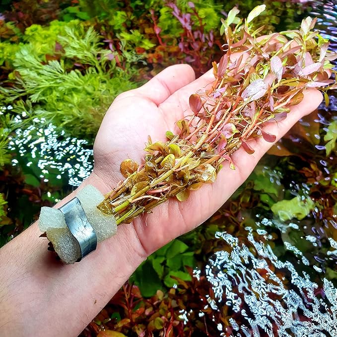 SubstrateSource Live Aquarium Red Stem Plants - Freshwater Aquatic Plant for Fish Tanks, Aquascaping - (Rotala Wallichii, 1 Bunch)