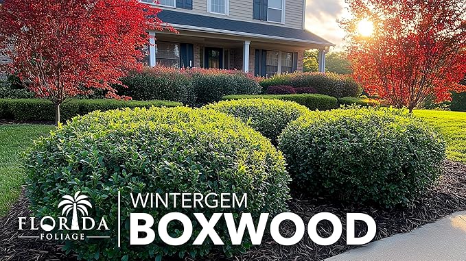 Winter Gem Boxwood | 10 Live Plants | Buxus microphylla Japonica ‘Winter Gem’ | Compact Evergreen Shrubs | Formal Garden Plants for Borders