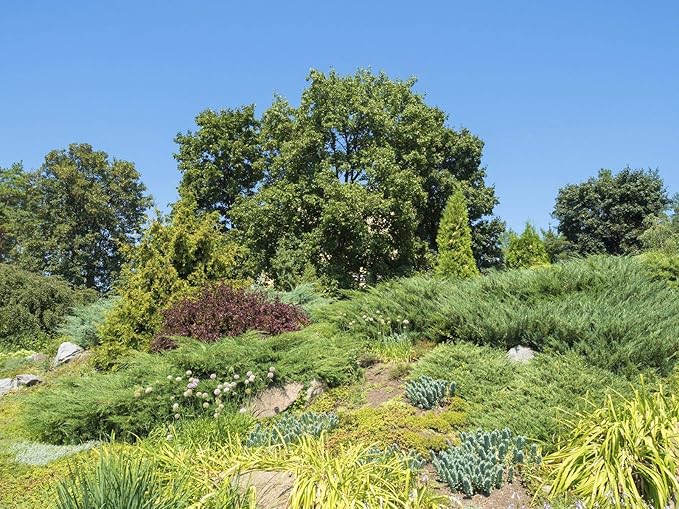 Blue Sargent Juniper - 3 Live Plants - Juniperus Chinensis - Drought Tolerant Cold Hardy Evergreen Ground Cover