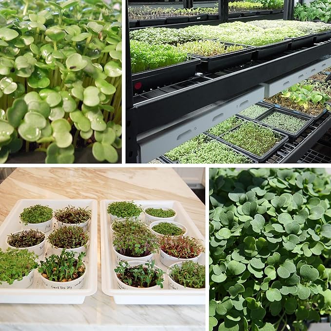 Strawberry Clover - 1 OZ ~16,000 Seeds - Hay, Silage, Green Manure or Farm & Garden Cover Crops - Attracts Pollinators