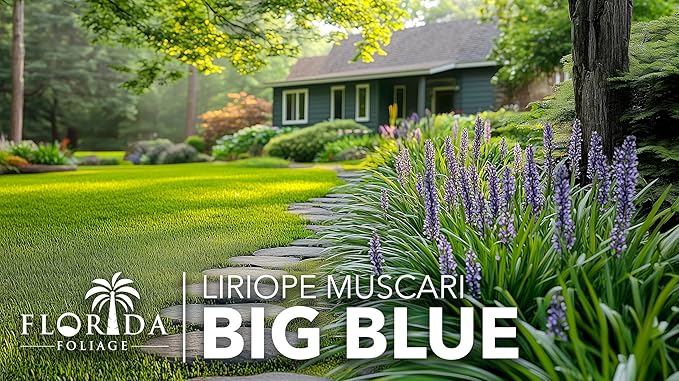 Liriope Big Blue | 10 Live Plants | Liriope muscari | Lavender Blue Flowers | Evergreen Ground Cover for Shade | Landscape Borders for Walkways and Beds