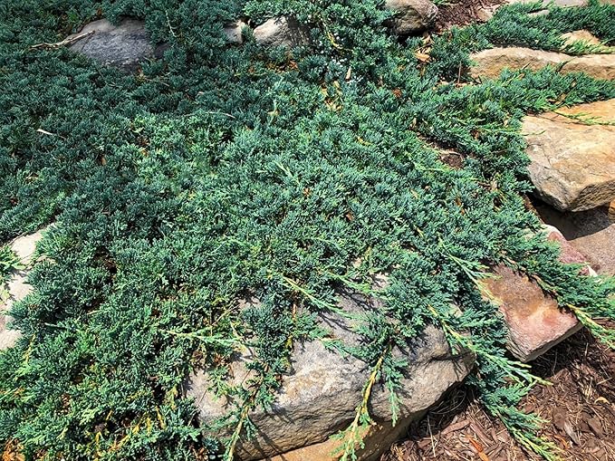 Blue Rug Juniper | 20 Live Plants | Juniperus Horizontalis Wiltonii | Low Maintenance Evergreen Ground Cover | Drought Tolerant Landscaping