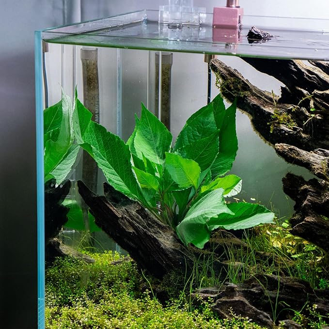 SubstrateSource Dwarf Hygrophila Corymbosa Siamensis Live Aquarium Plant - Freshwater Fish Tank Decorations and Natural Aquatic Decor (1)