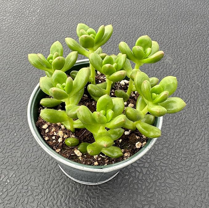 Sprout N Green 4'' Sedum lucidum Obesum with Vintage Metal Pot, Live Succulent Fully Rooted in Pots with Soil Mix, Rare House Plant for Home Office Indoor Outdoor Décor