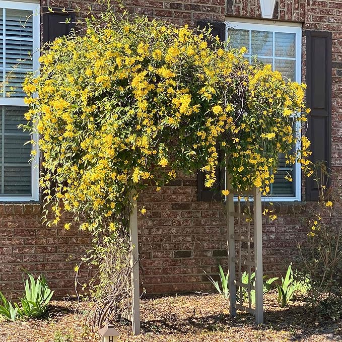 Carolina Jasmine Plant, Live Evergreen Vine, Fragrant Yellow Blooms, Fast Growing Climber for Trellis, Fences, or Arbors - Gelsemium sempervirens - 4 Bags