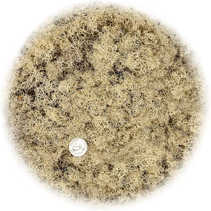 GARDENERA Premium Preserved Reindeer Moss for Potted Plants, Terrariums, Fairy Gardens, Arts and Crafts or Floral Decor Design in Natural (4 Quart Bag)