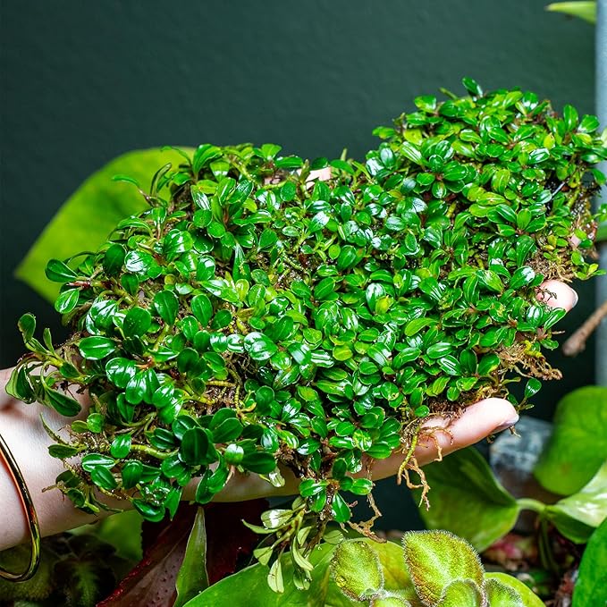 SubstrateSource Bucephalandra Lamandau Mini Purple Live Aquarium Plant - Natural Freshwater Fish Tank Decorations and Aquatic Decor (Plant (10-15 Leaves))