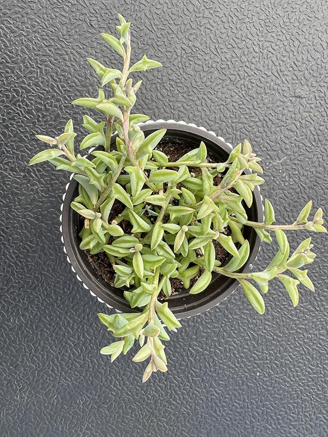 String of Dolphins with White Stripe 4" Pot, Live Succulent Plant Fully Rooted in Pots with Soil, Rare House Plant for Home Office Wedding Decoration DIY Projects Party