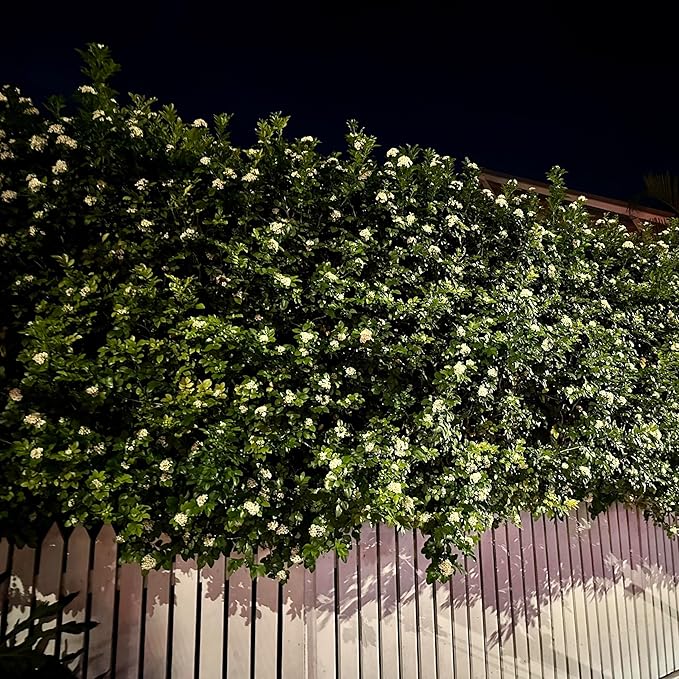 Night Blooming Jasmine Live Plant - Cestrum Nocturnum. Fragrant Flowering Shrub for Garden, Patio or Window (4 ngt.jas Cups)