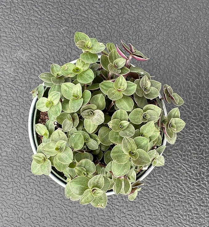 Turtle Vine with Vintage Metal Pot, Live Callisia Repens Sedum Succulent in 4" Pot, House Plant Home Office Wedding Decoration DIY Projects Party Favor